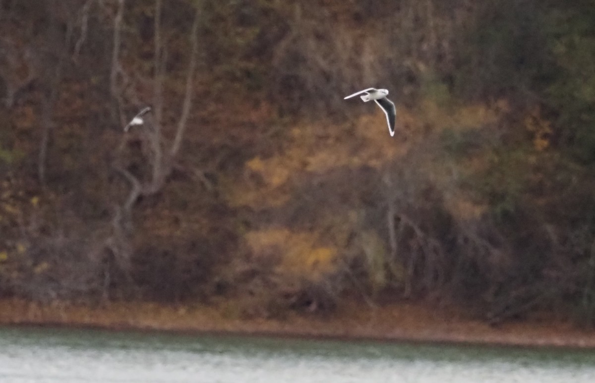 Gaviota Enana - ML645409032