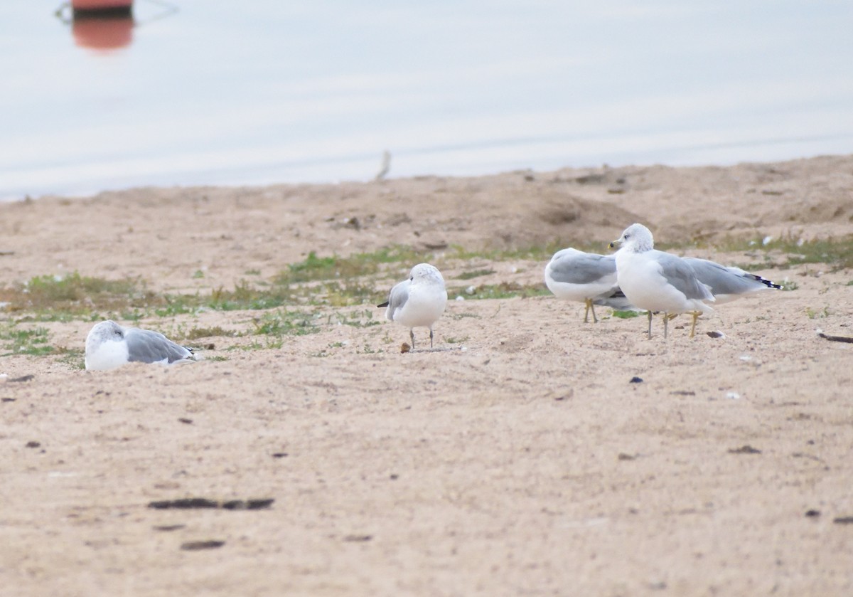 Gaviota de Delaware - ML645409033