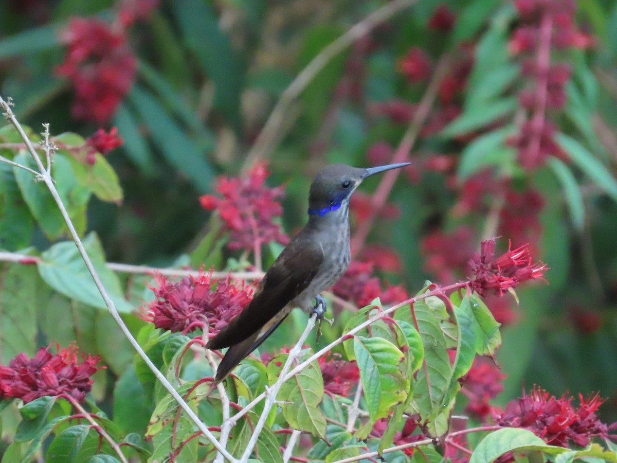 Colibrí Pardo - ML645409034