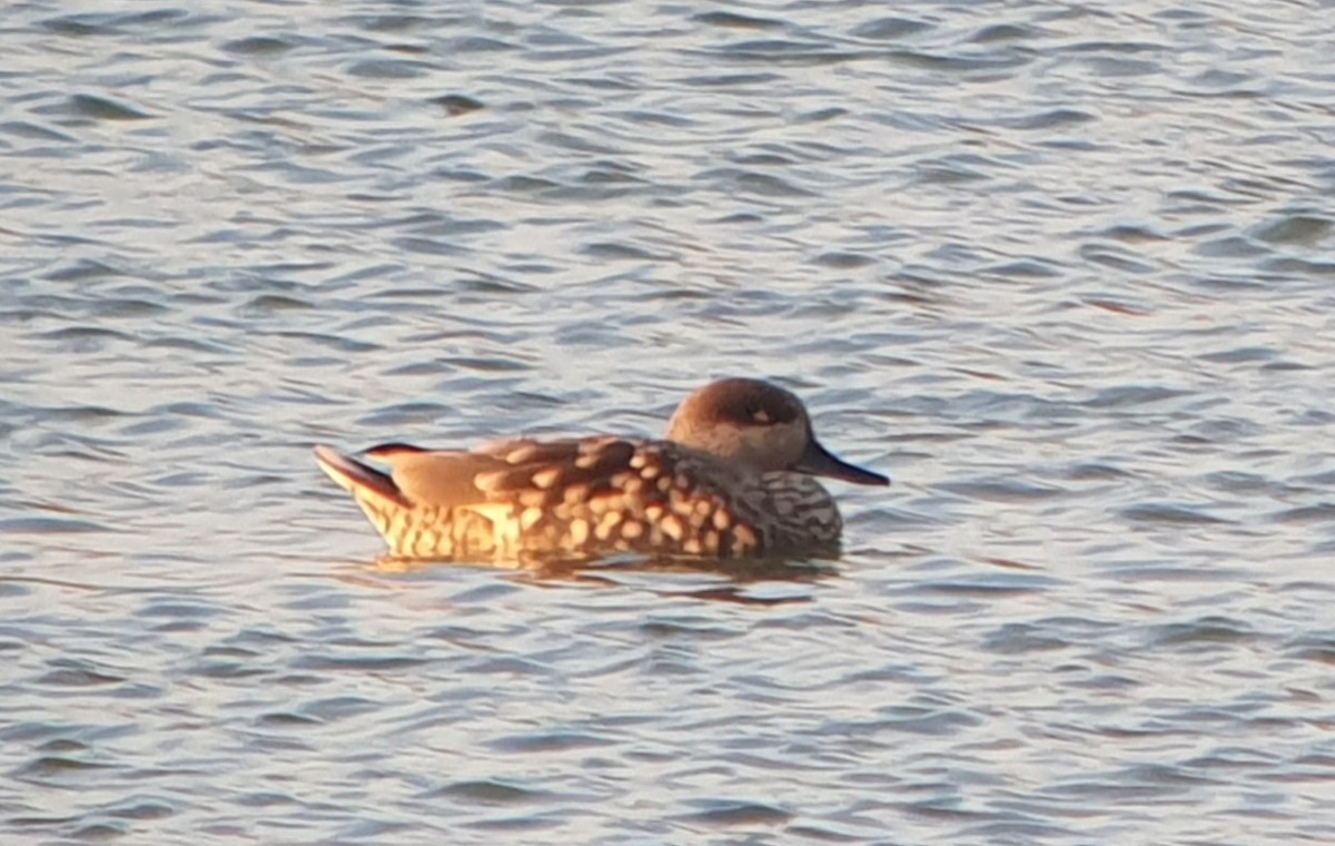 Cerceta Pardilla - ML645409035