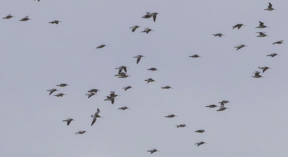 Aguja Colipinta - ML645409037