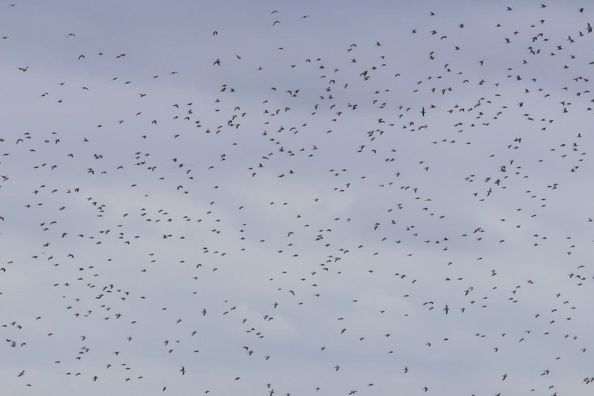 Aguja Colipinta - ML645409038