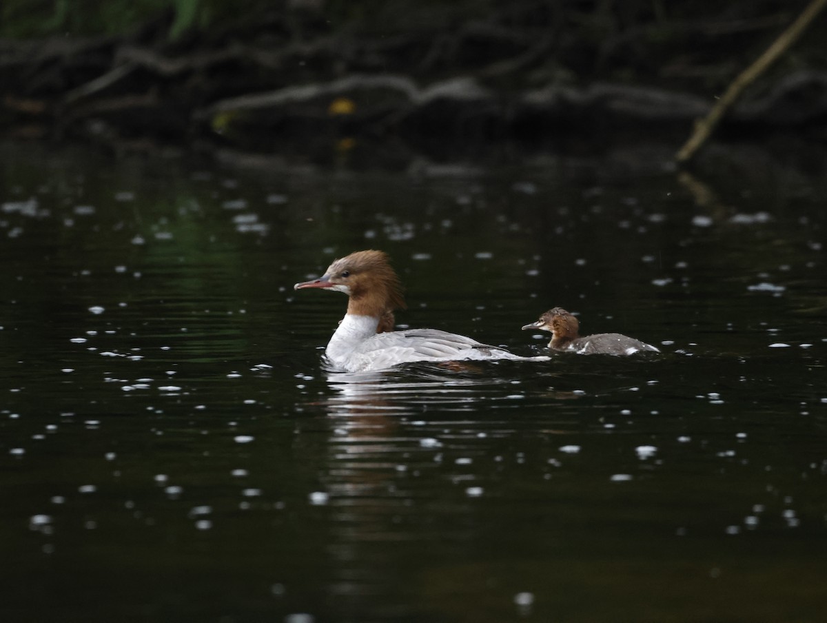 Serreta Grande - ML645409039