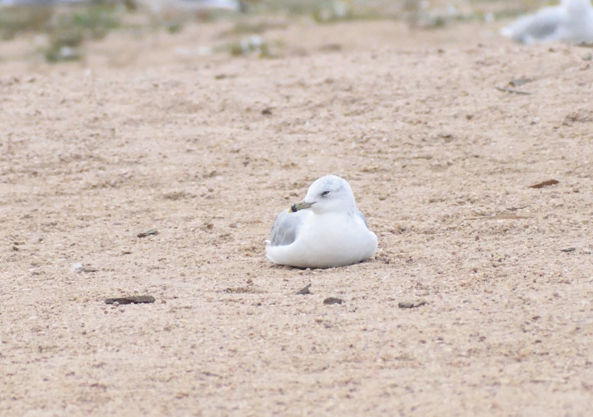 Gaviota de Delaware - ML645409044