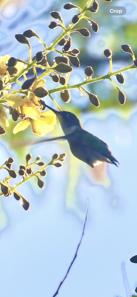 Рубиновогорлый колибри - ML645409045