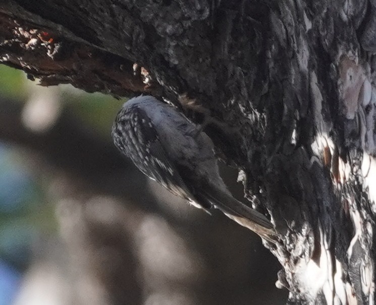 Brown Creeper - ML645409046