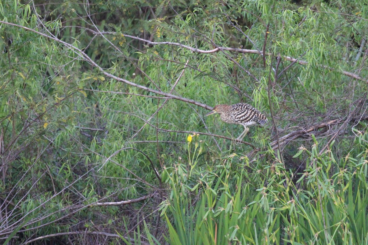 bukač červenavý - ML645409059
