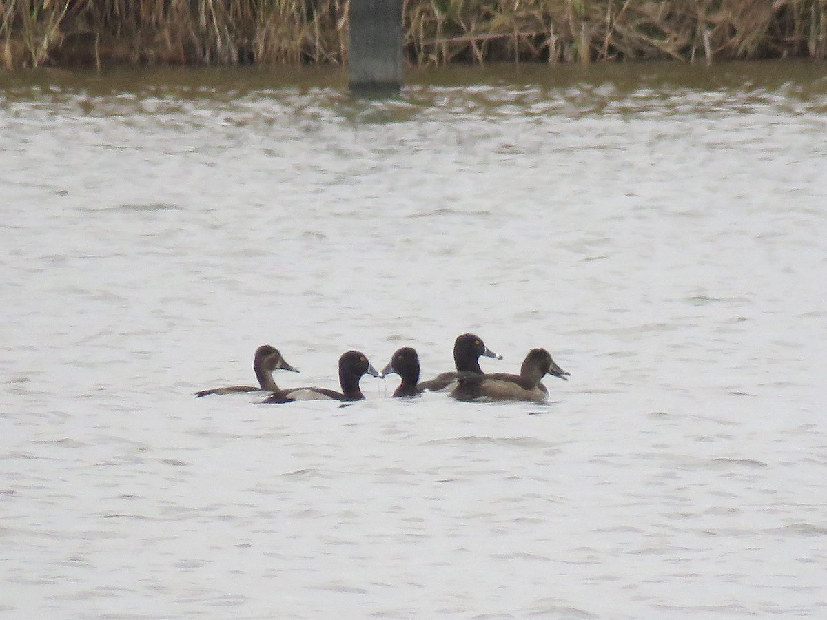 Ring-necked Duck - ML645409061