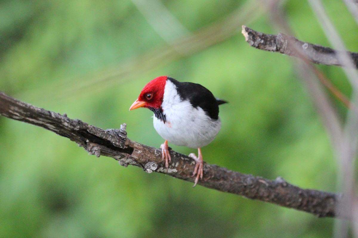 Yellow-billed Cardinal - ML645409065