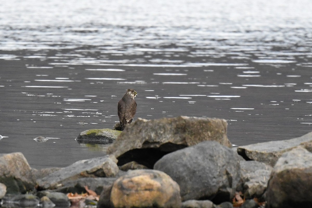 Merlin - ML645409074