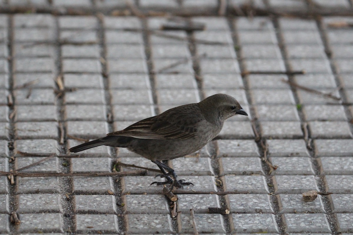 テリバネコウウチョウ - ML645409082