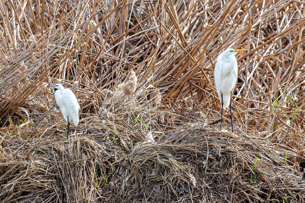 Koartza zuria - ML645409090