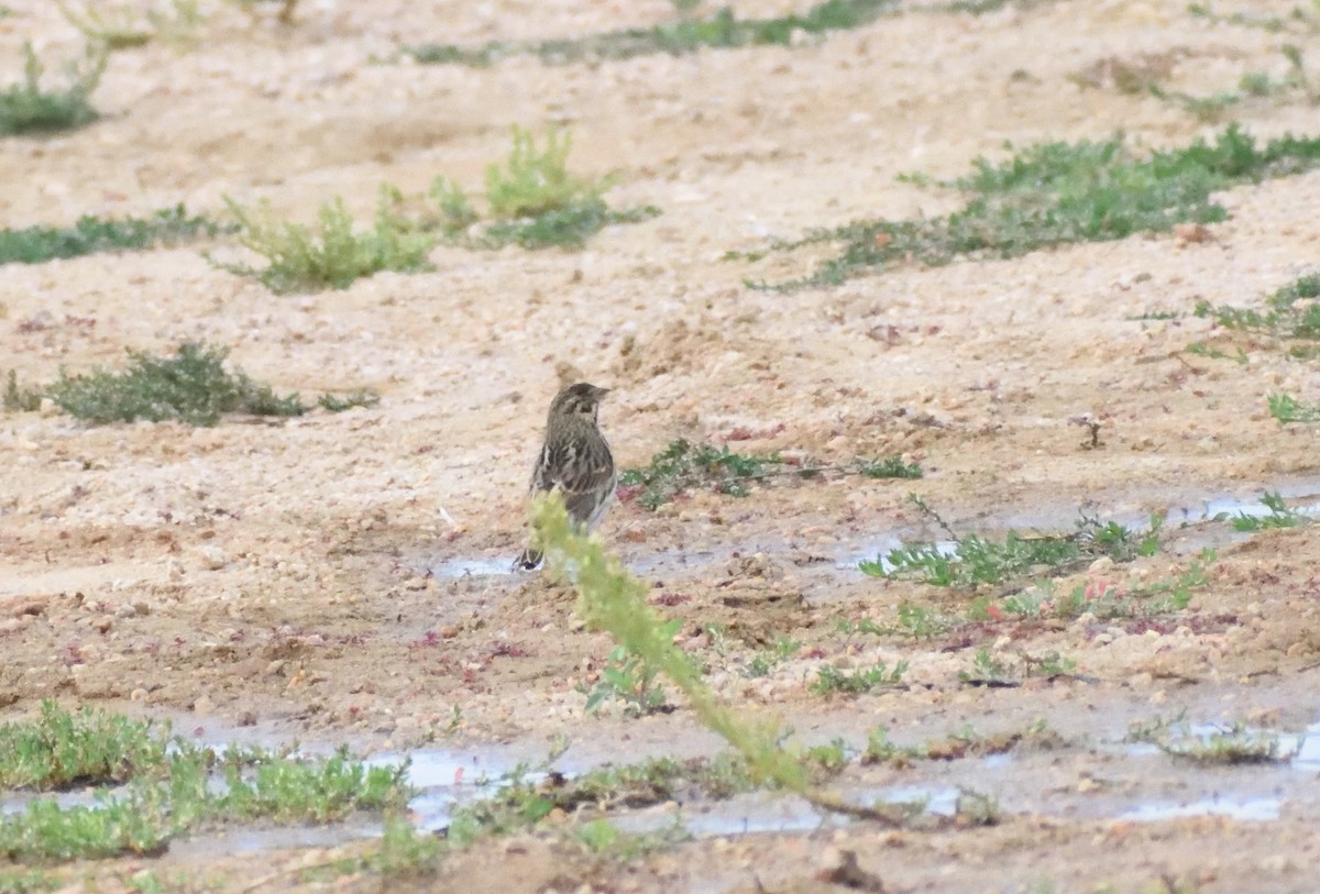 strnadec luční - ML645409101