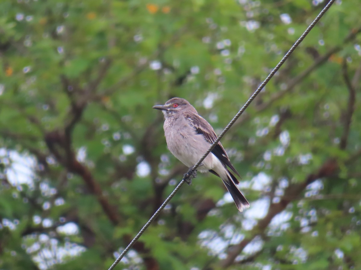 Gray Monjita - ML645409103