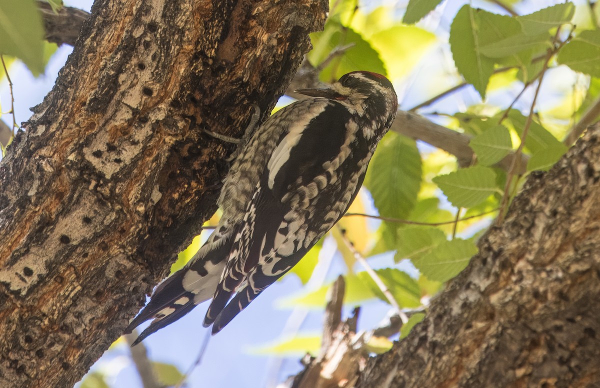 Red-naped Sapsucker - ML645409106
