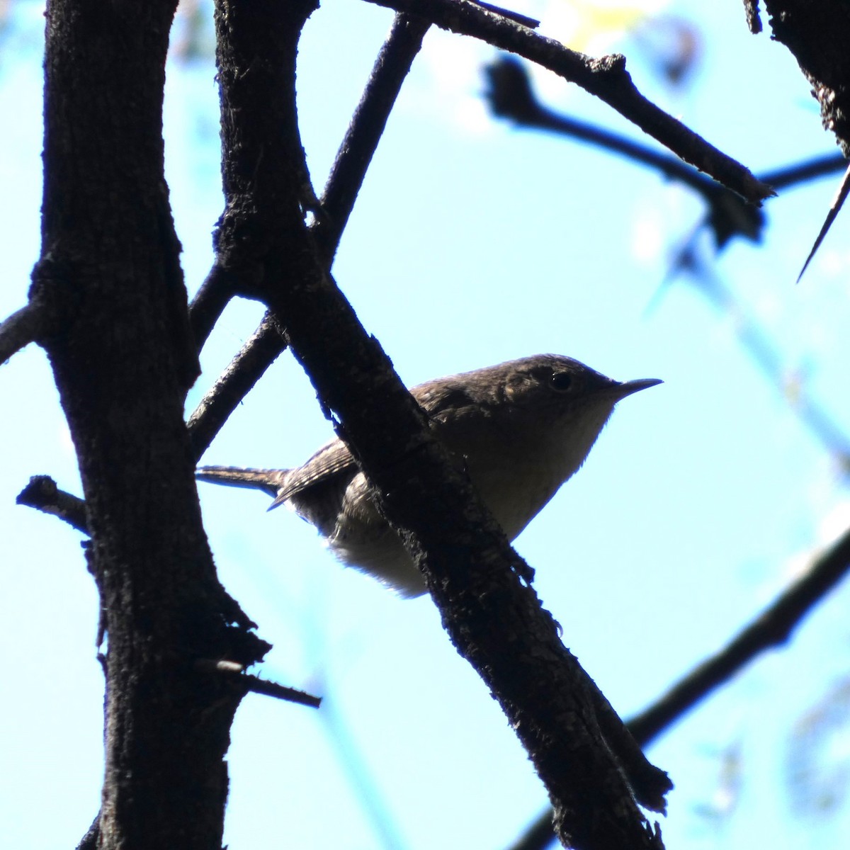 Northern House Wren - ML645409107