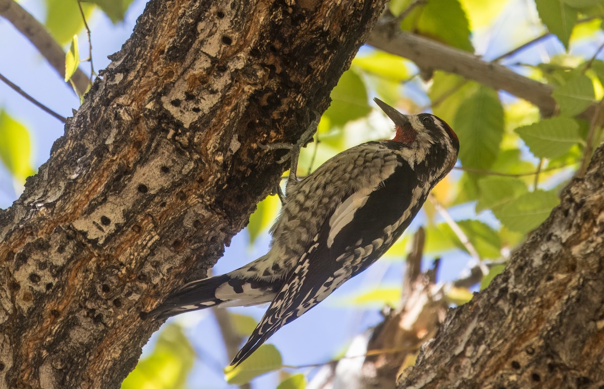 Red-naped Sapsucker - ML645409110