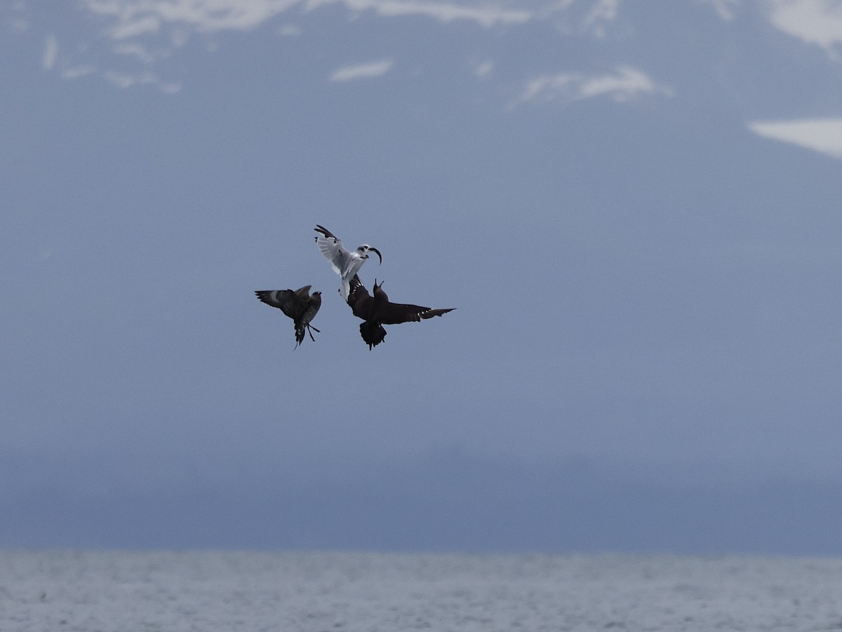 Korsanmartı - ML645409112