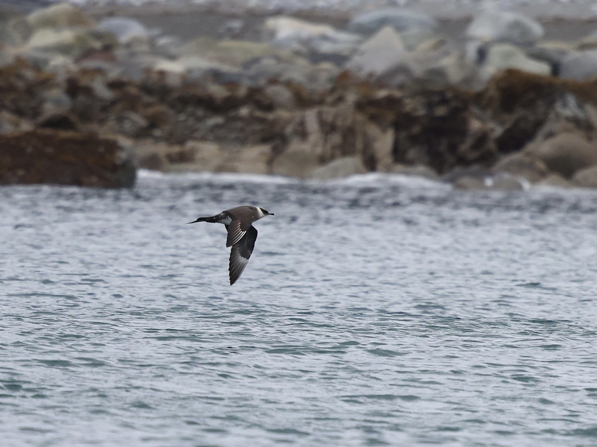 Korsanmartı - ML645409113