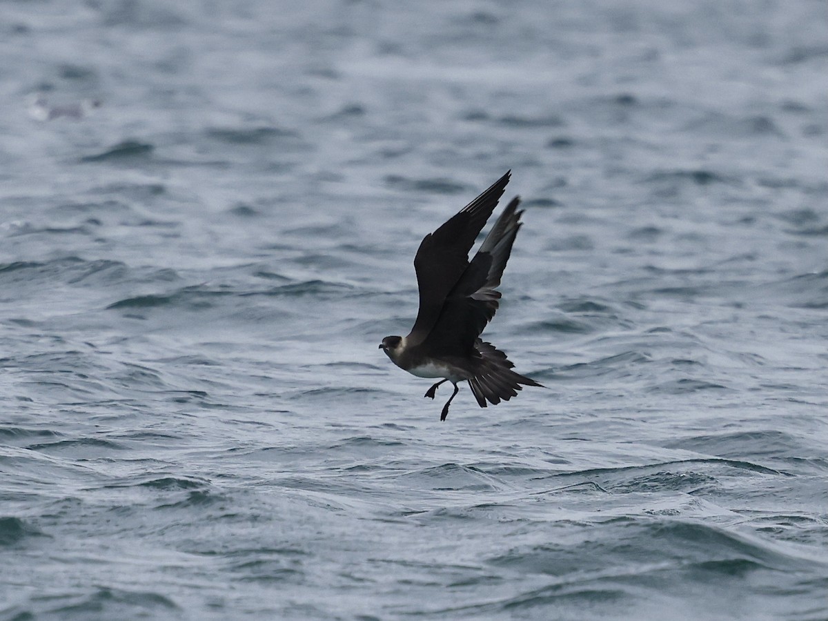 Korsanmartı - ML645409114