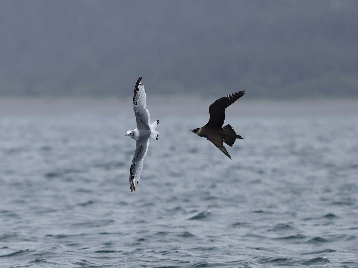 Korsanmartı - ML645409115