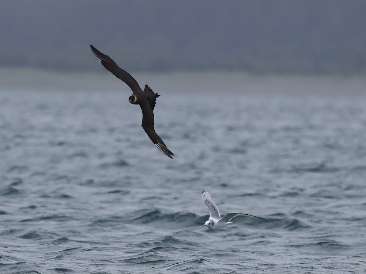 Korsanmartı - ML645409116