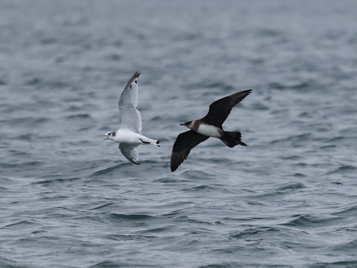 Korsanmartı - ML645409117