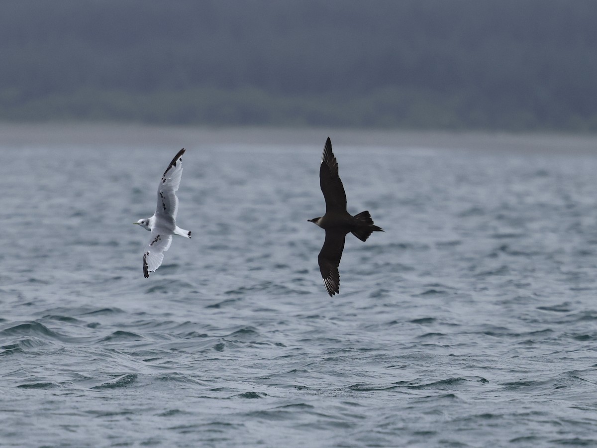 Korsanmartı - ML645409118