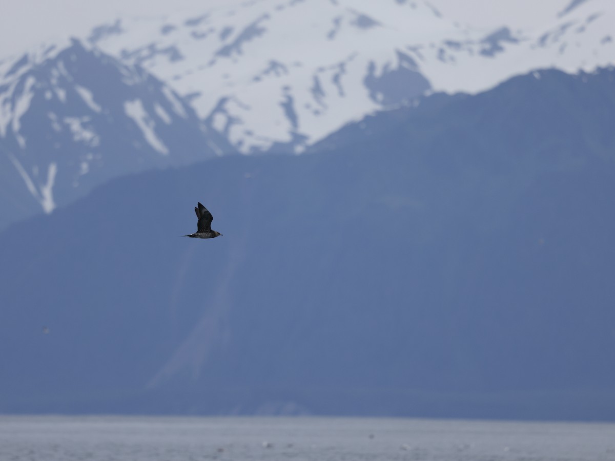 Korsanmartı - ML645409119