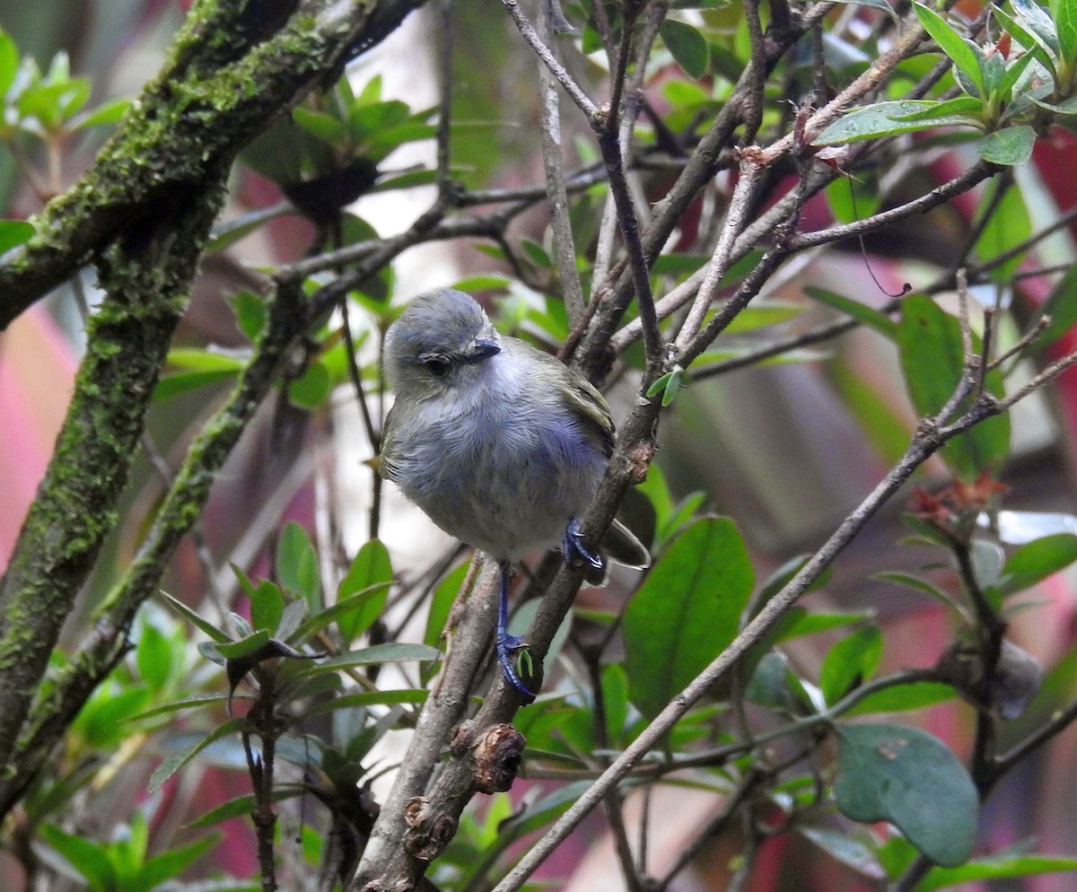 Mistletoe Tyrannulet - ML645409123