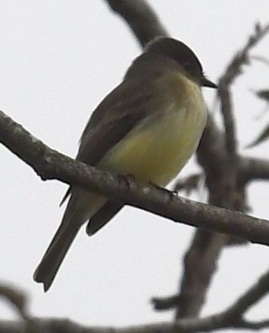 Eastern Phoebe - ML645409126