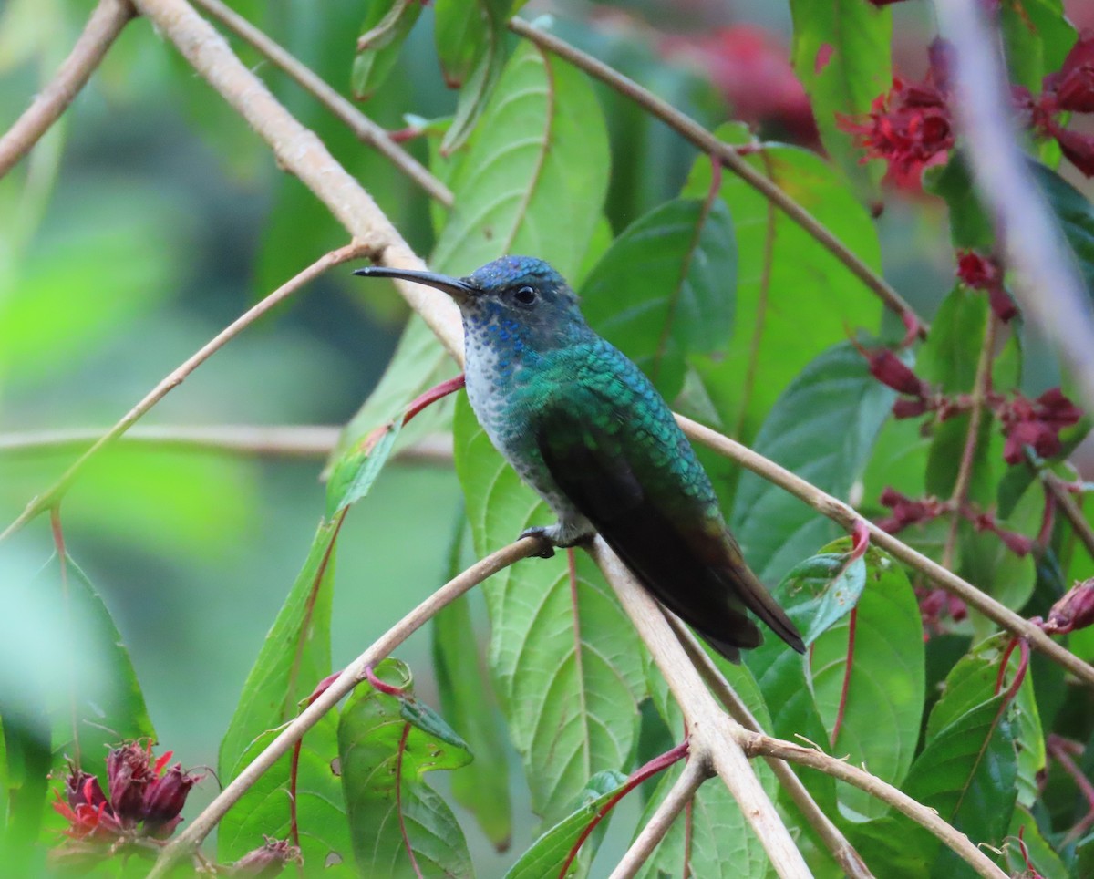 Golden-tailed Sapphire - ML645409135