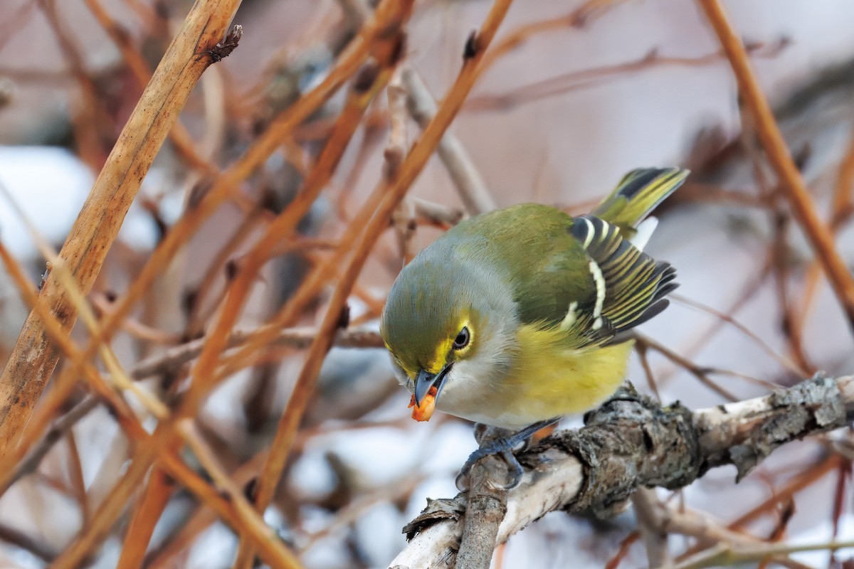 White-eyed Vireo - ML645409162