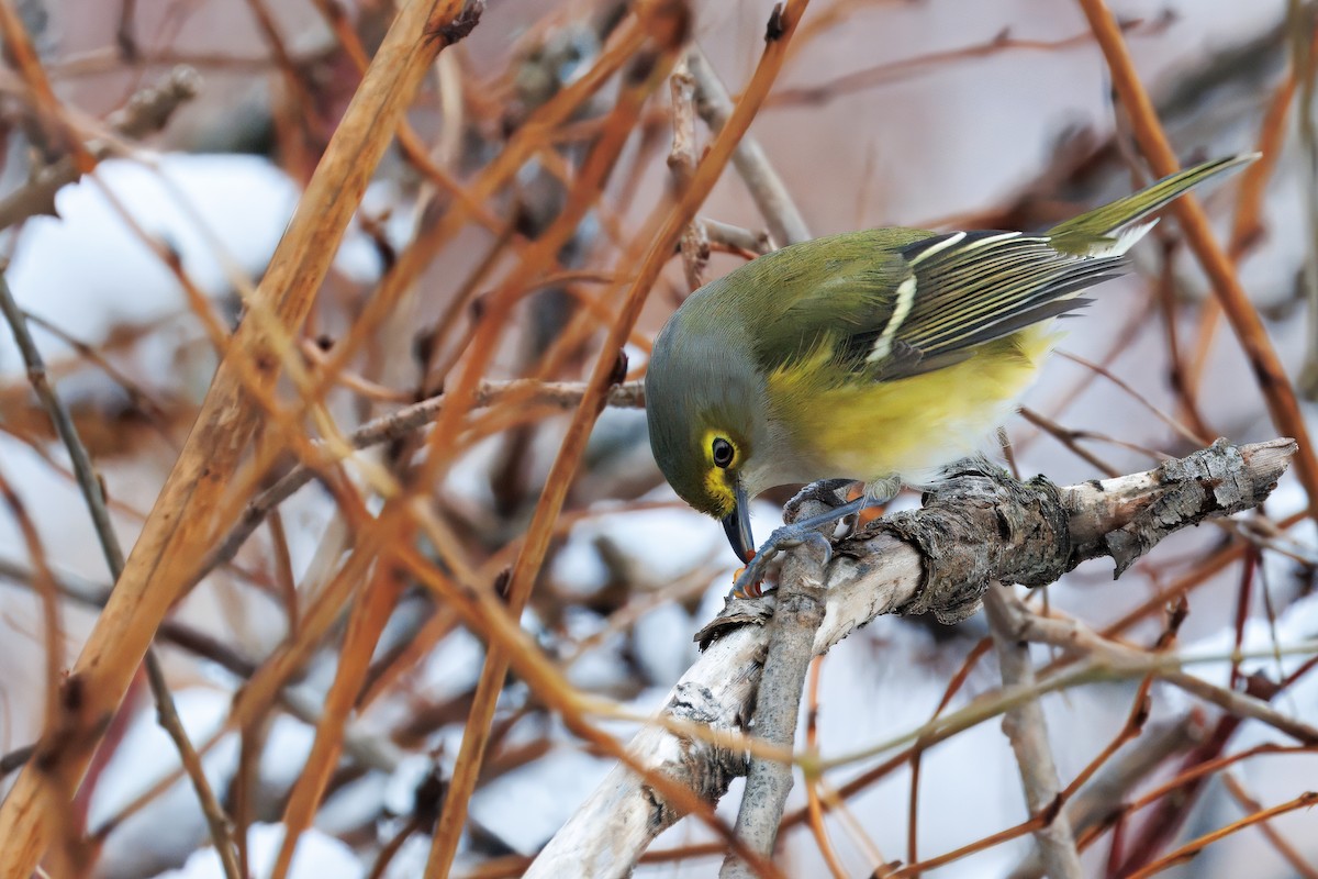 White-eyed Vireo - ML645409163