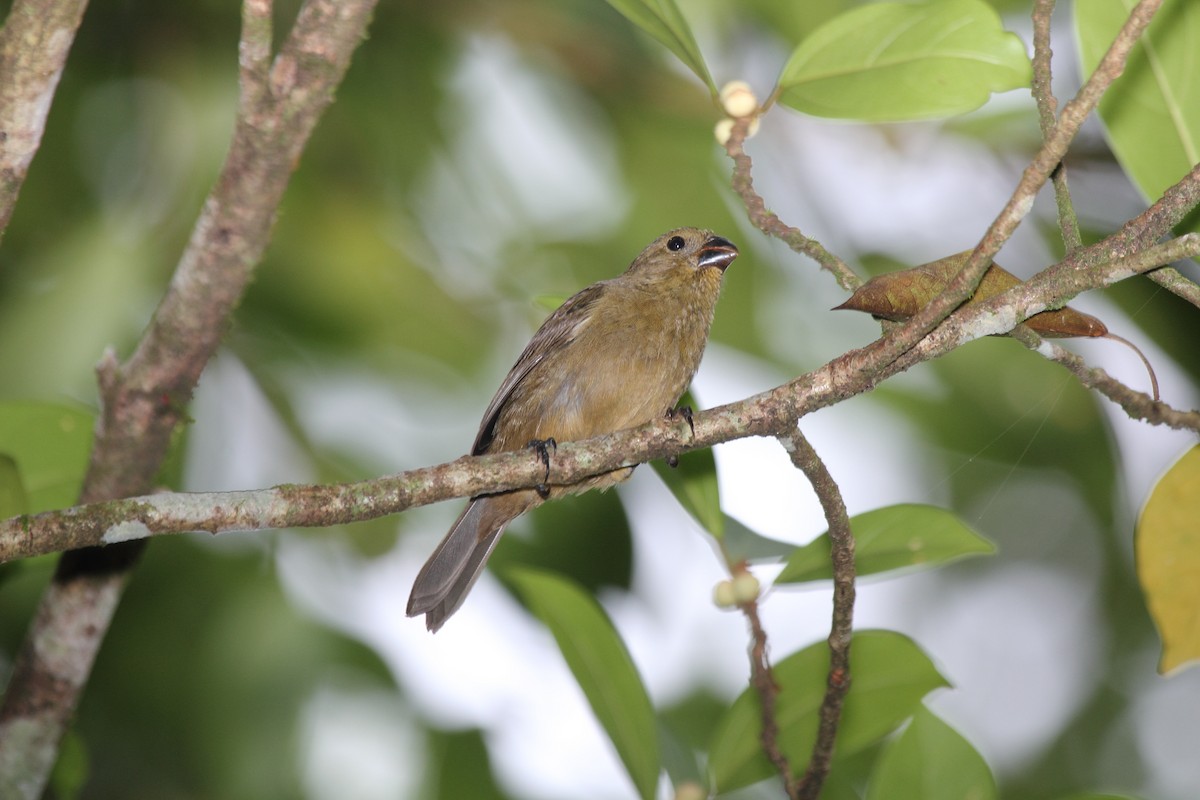 Чёрный просяночник - ML645409164