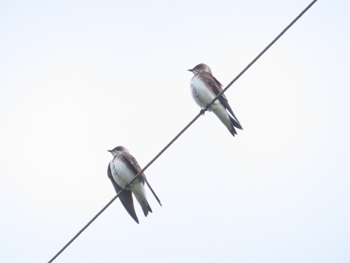 Brown-chested Martin - ML645409167