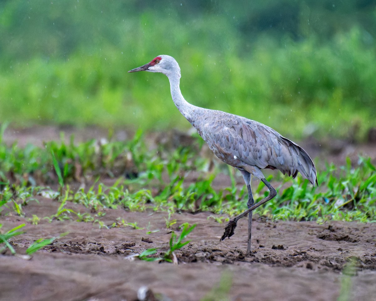 Sandhill Crane - ML645409176
