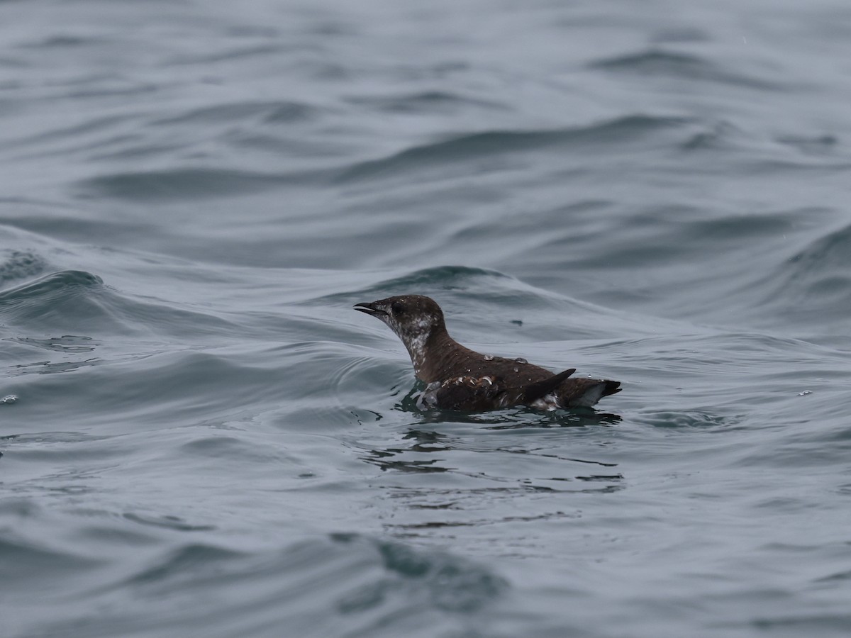 Marbled Murrelet - ML645409178