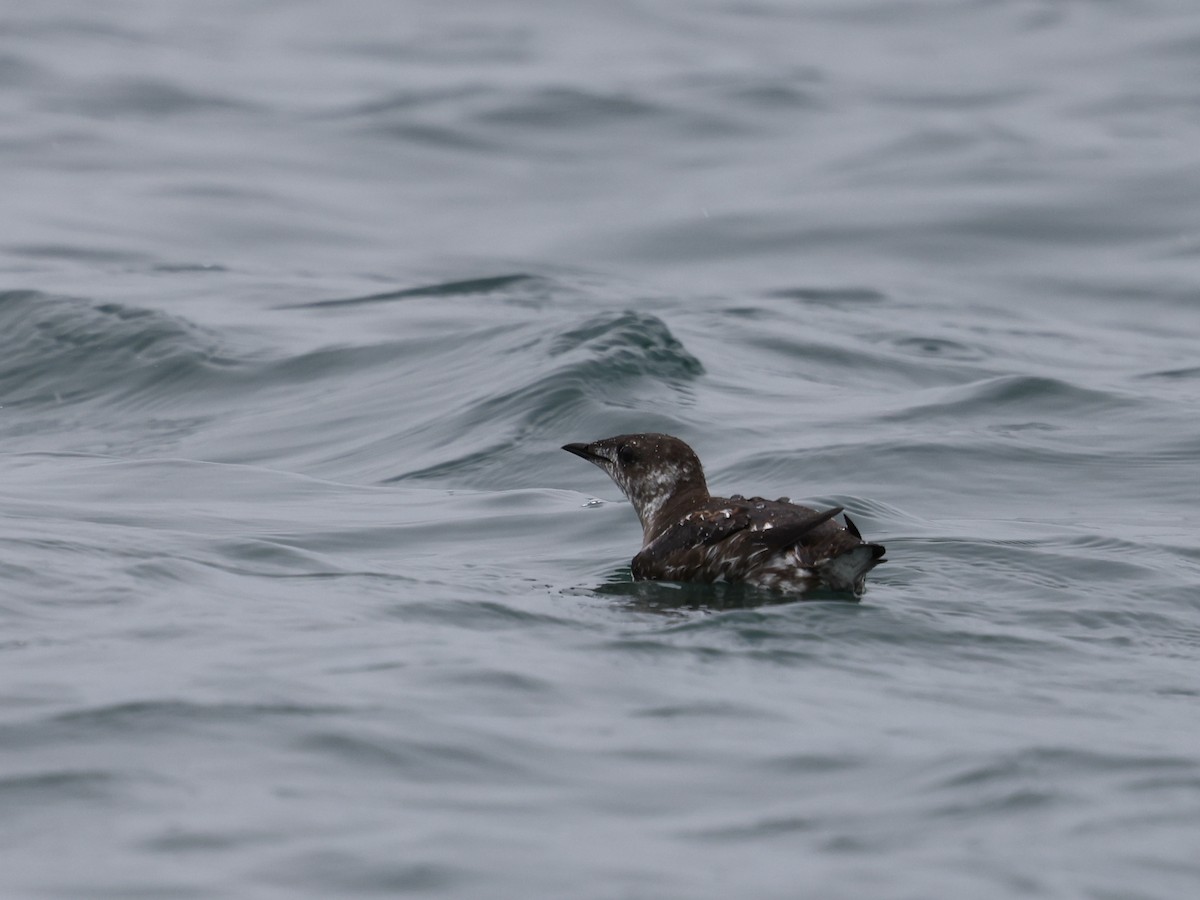 Marbled Murrelet - ML645409179