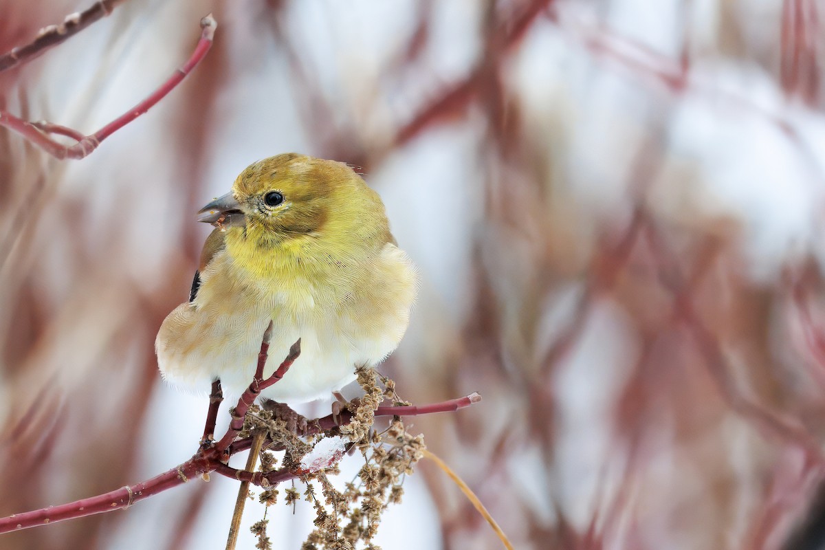 čížek žlutý - ML645409180