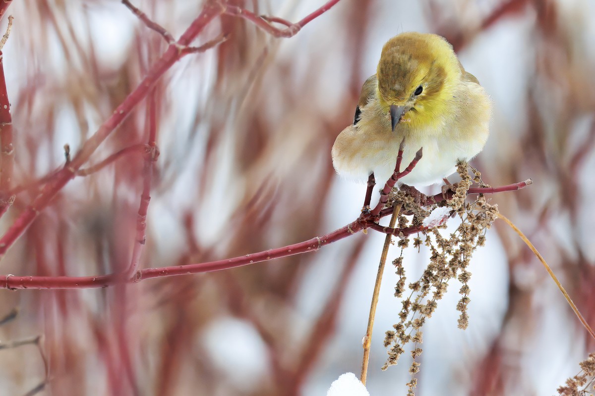 čížek žlutý - ML645409181