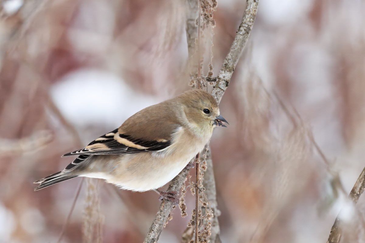 čížek žlutý - ML645409182