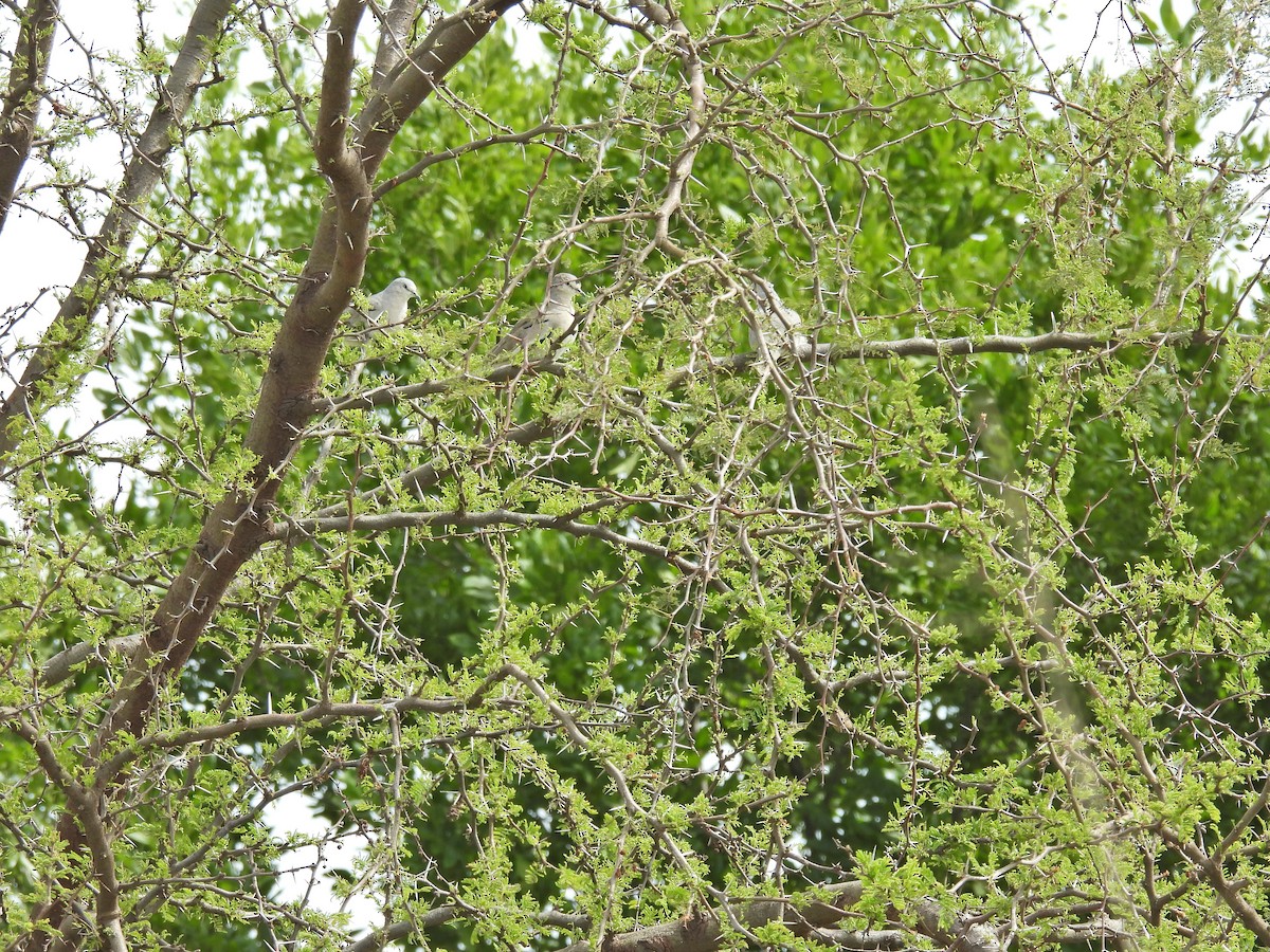 holoubek pikui - ML645409183