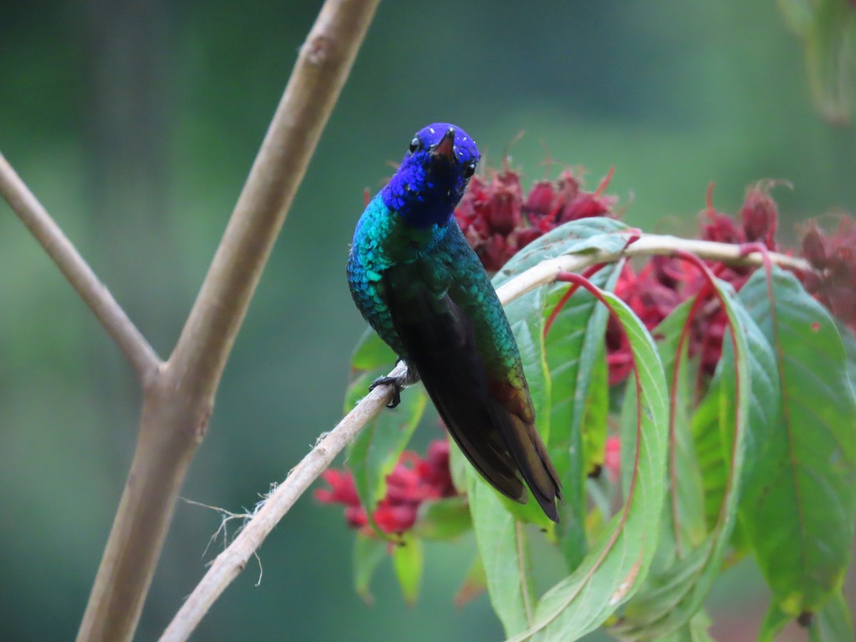 Golden-tailed Sapphire - ML645409199