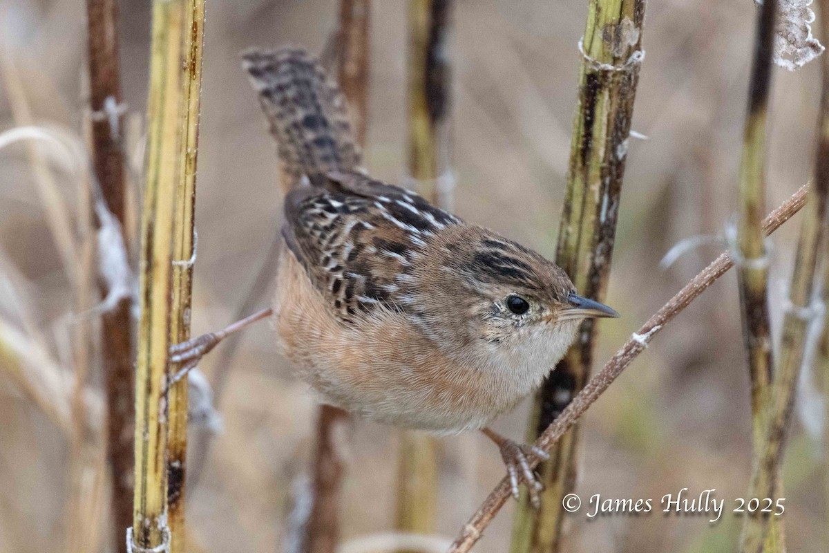 Sedge Wren - ML645409200