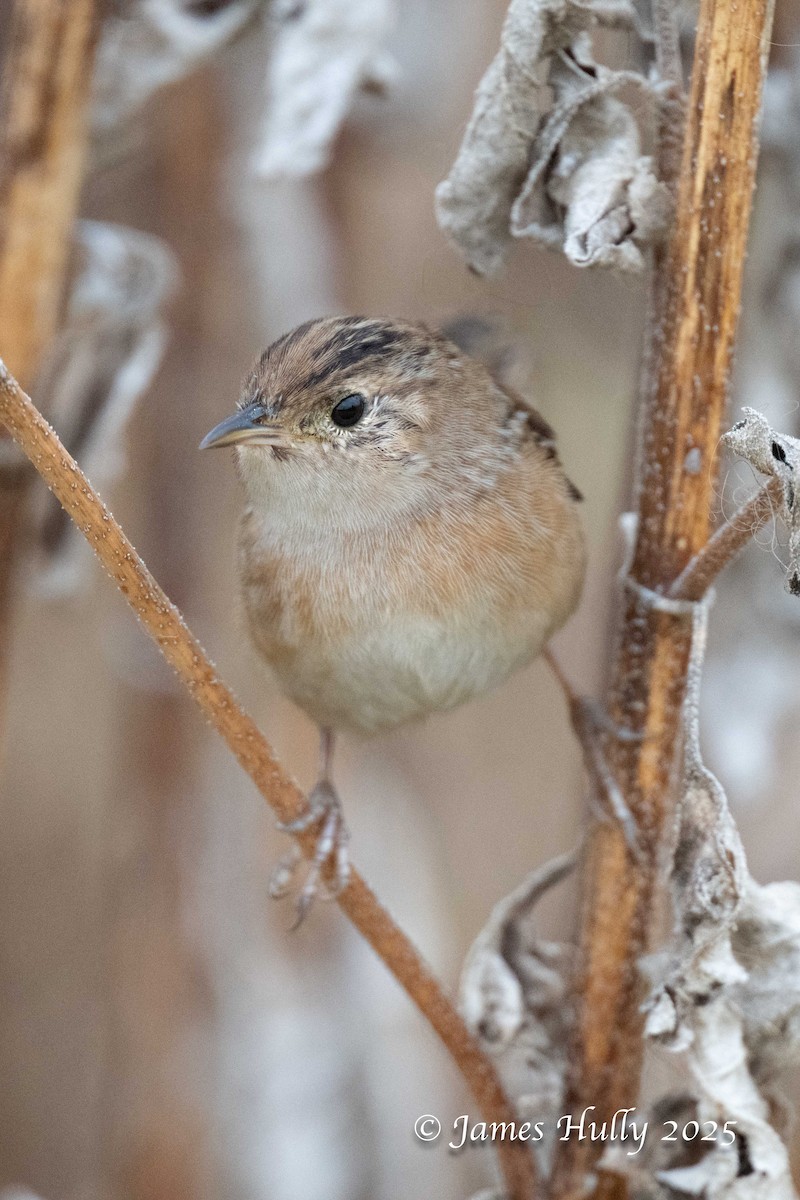 Sedge Wren - ML645409206