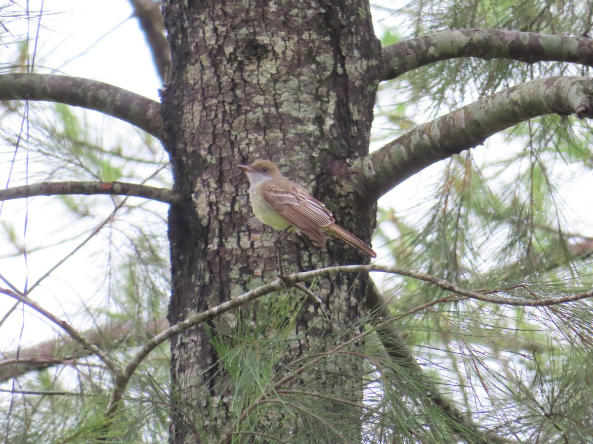 Swainson's Flycatcher - ML645409207