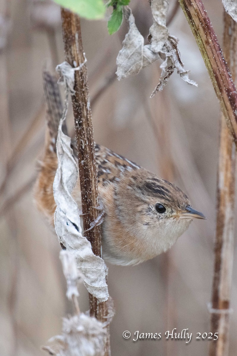 Sedge Wren - ML645409208