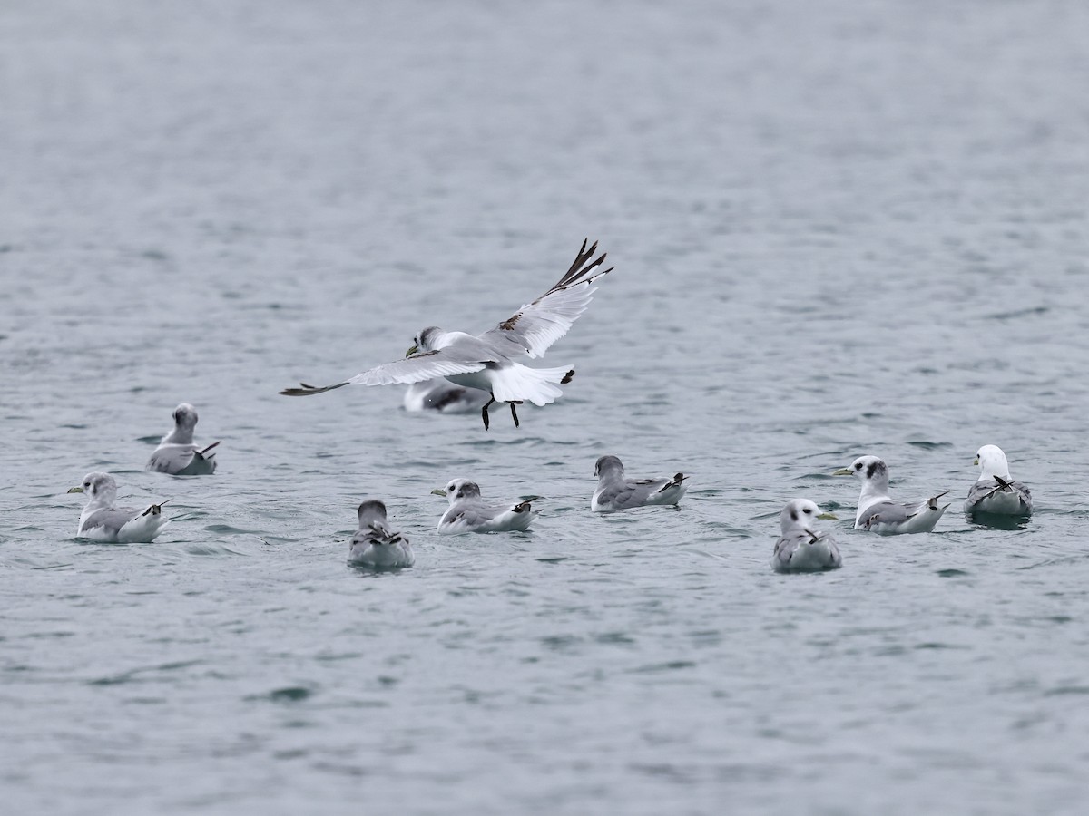 krykkje - ML645409211