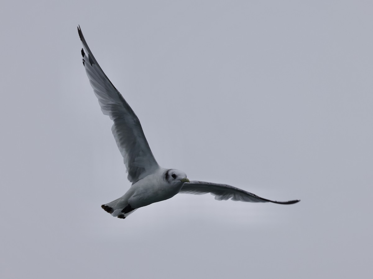 krykkje - ML645409212